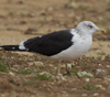 1cy fuscus in August, ringed in Finland. (81365 bytes)